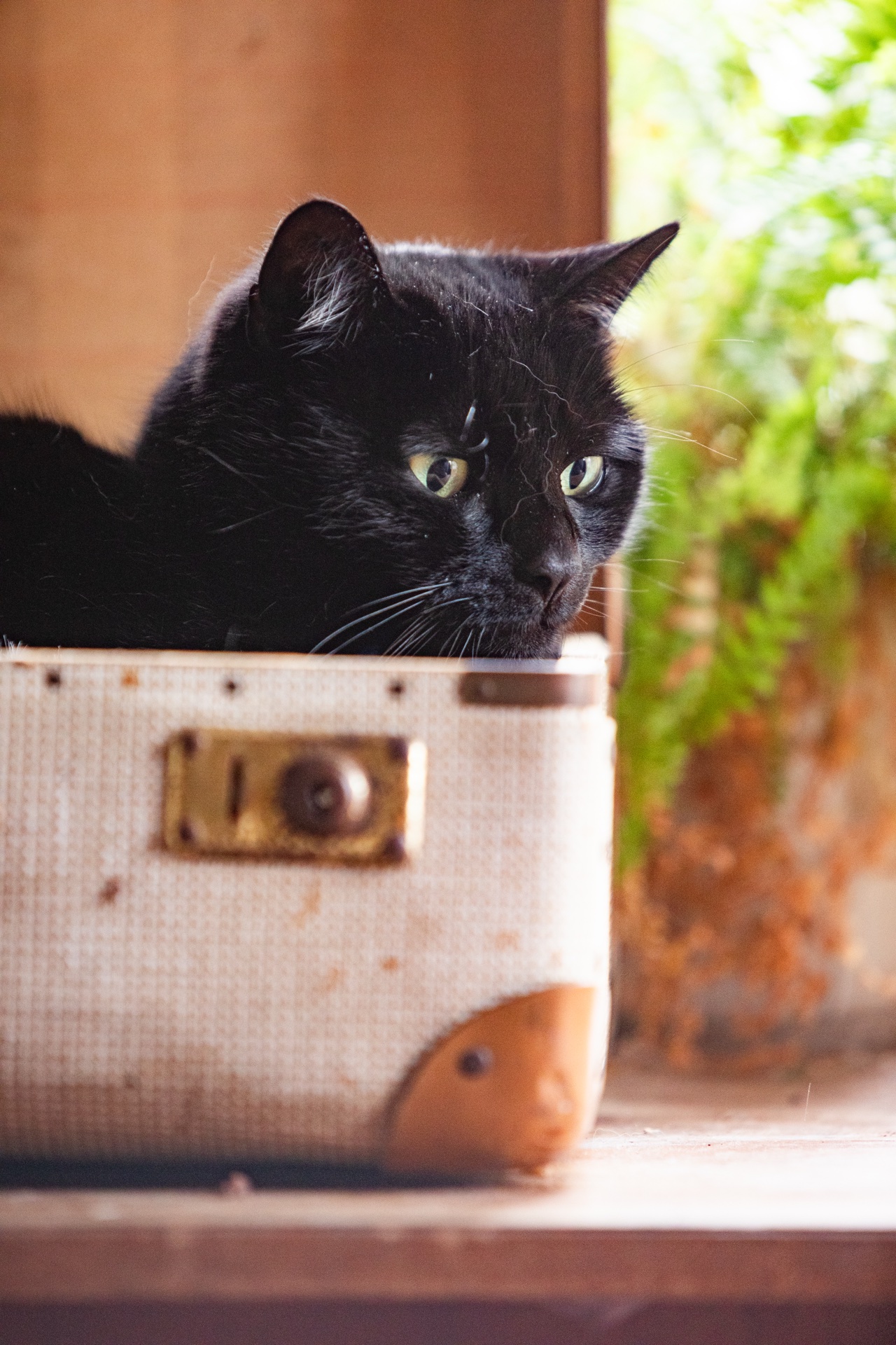 Schwarze Katze in einem alten Reisekoffer mit Farn dahinter