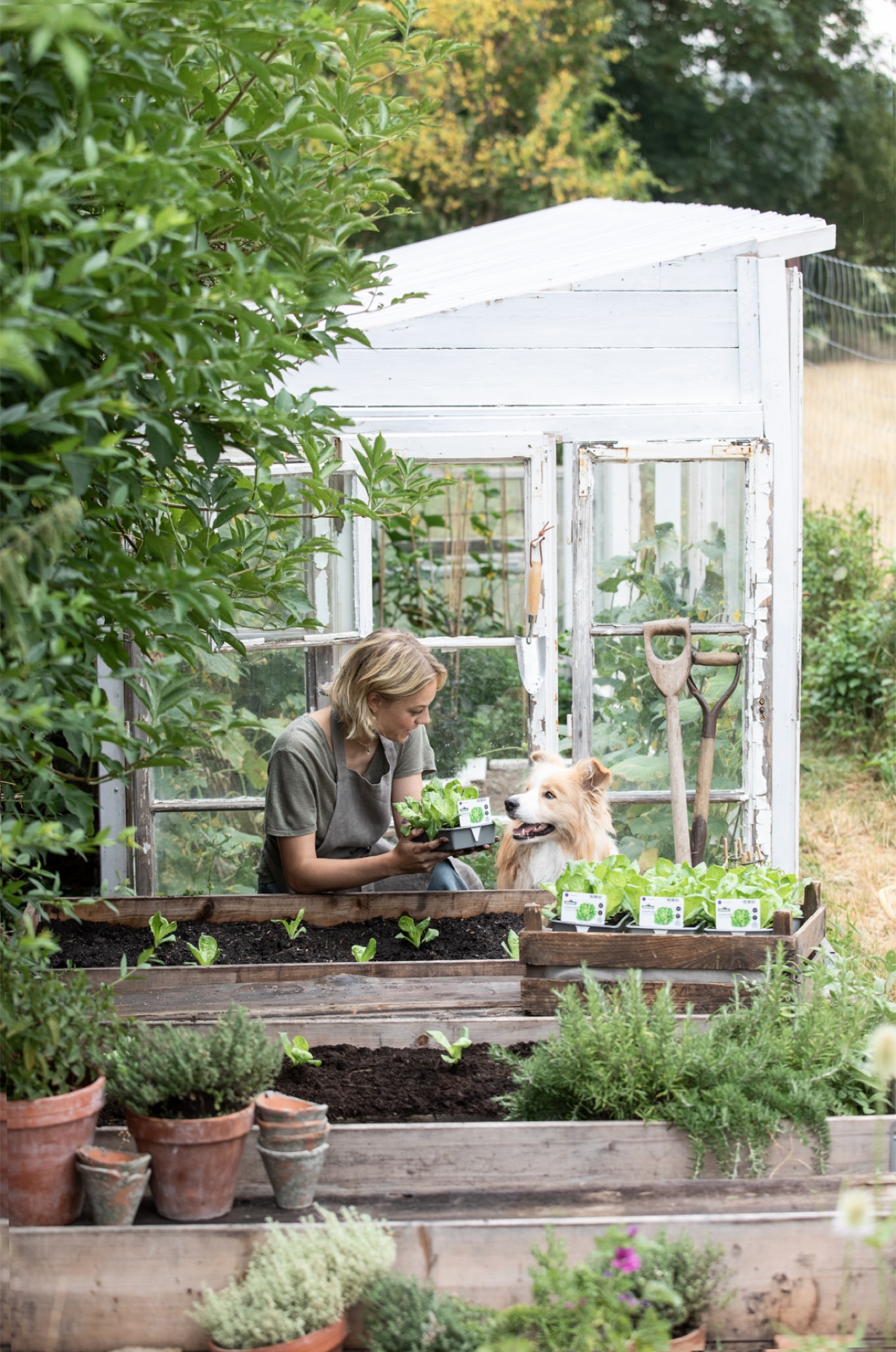 Frau in grüner Schürze und golden Retriever pflanzen Salat im Hochbeet im Gewächshaus