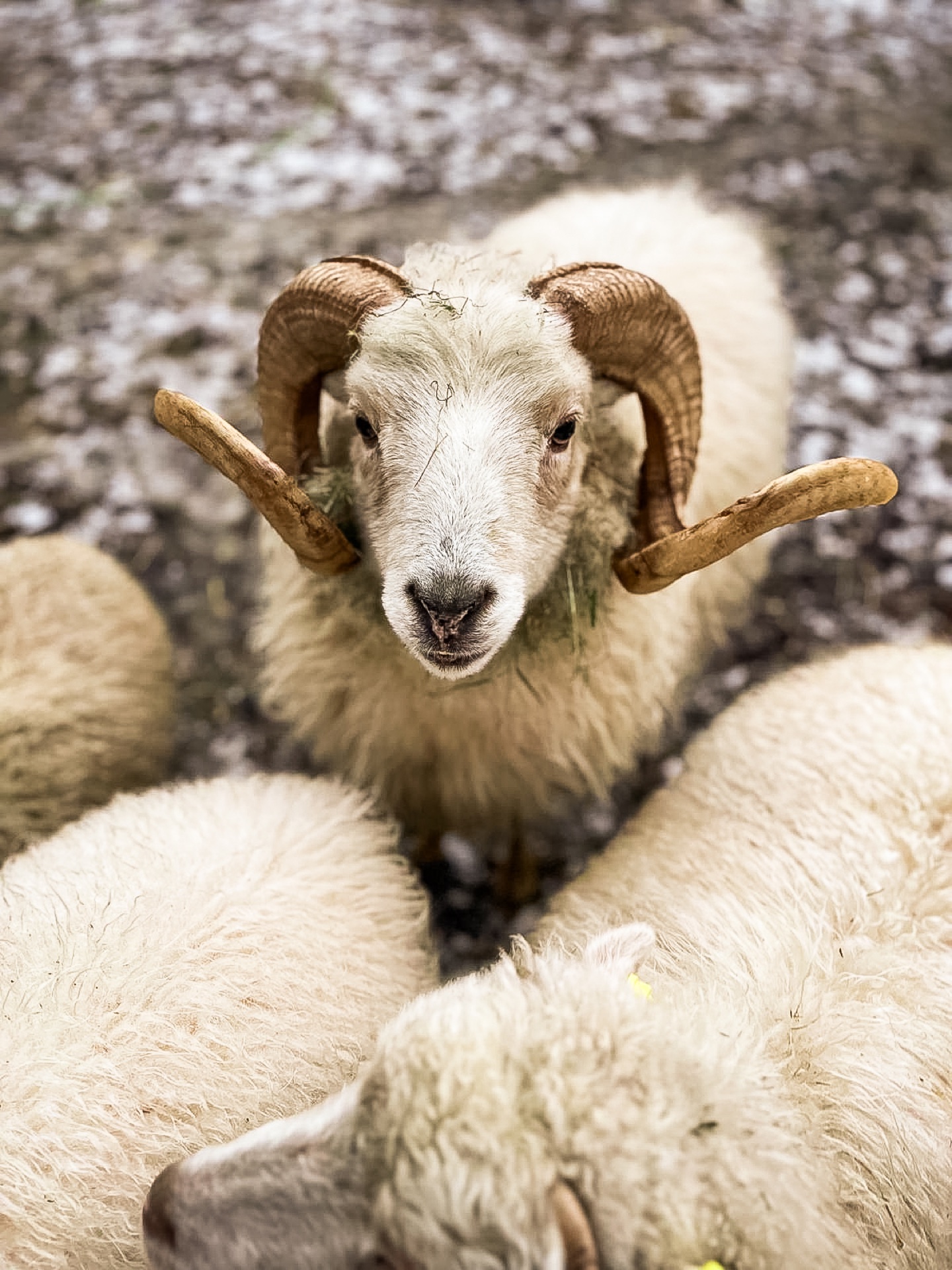 Wieder-Schaf mit gedrehten Hörnern blickt in die Kamera