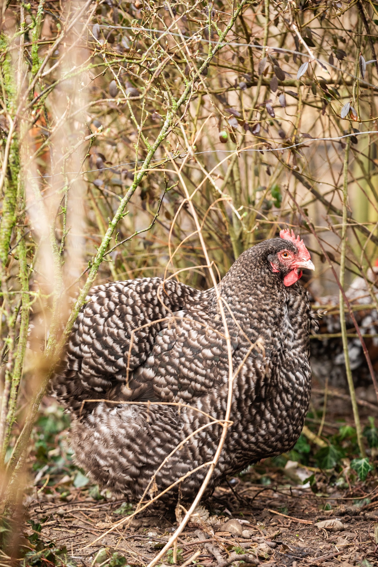 Gesprenkeltes Huhn zwischen Reisig