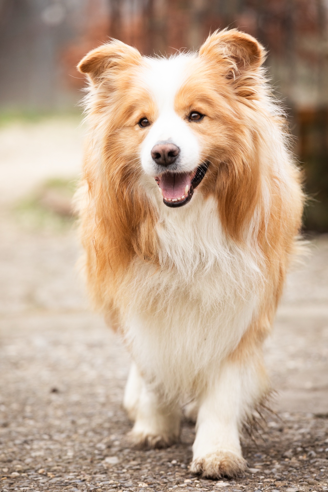 Golden farbener Border Collie kommt auf die Kamera zu