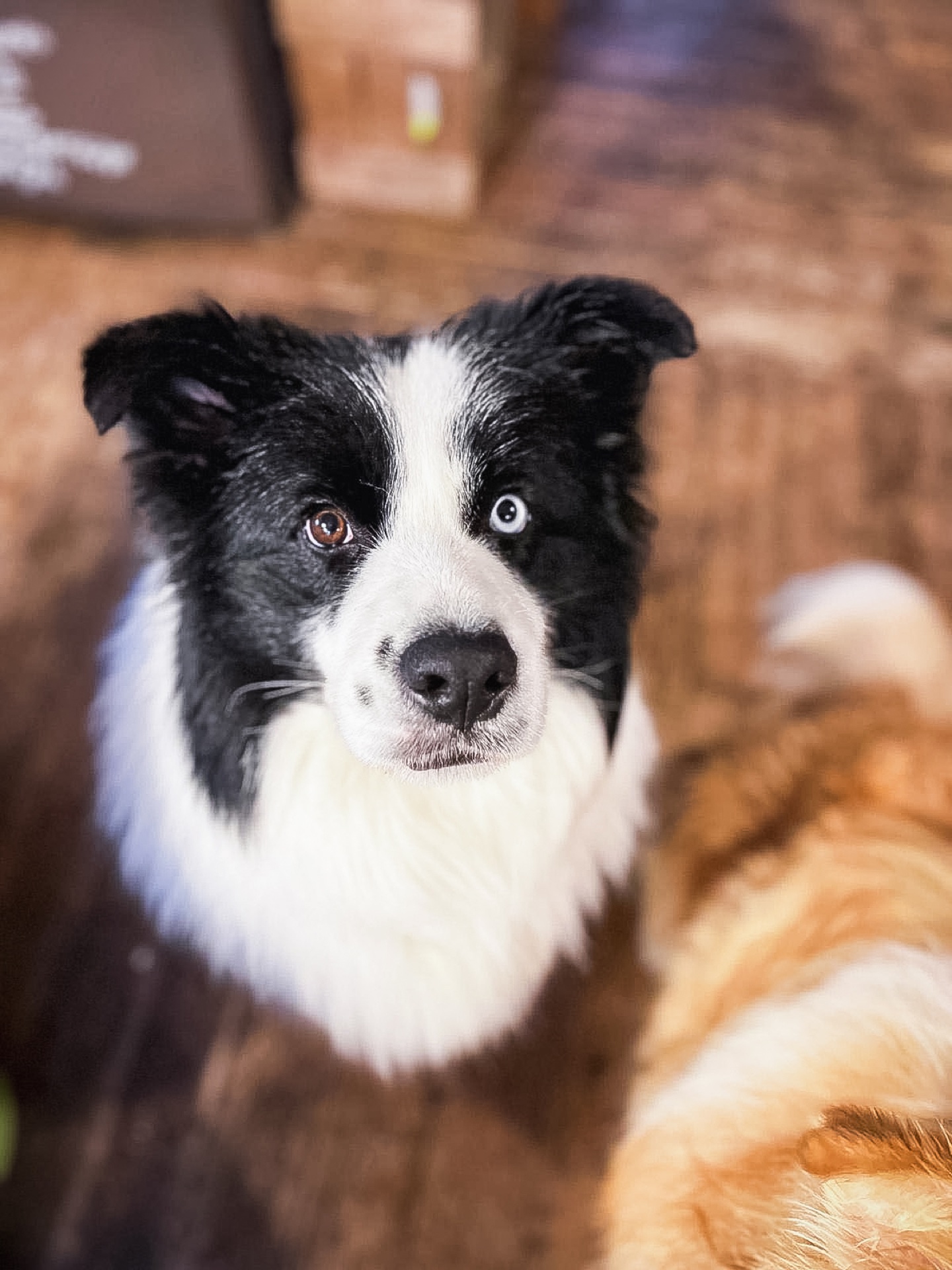 Schwarz-weißer Border Collie mit einem blauen Auge, Porträt von oben